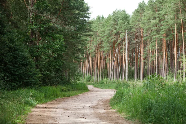 Yaz aylarında Orman yolundaki