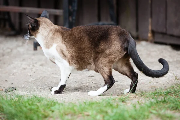 Gato Siamés Oriental Hierba Cerca Liebre Madera — Foto de Stock