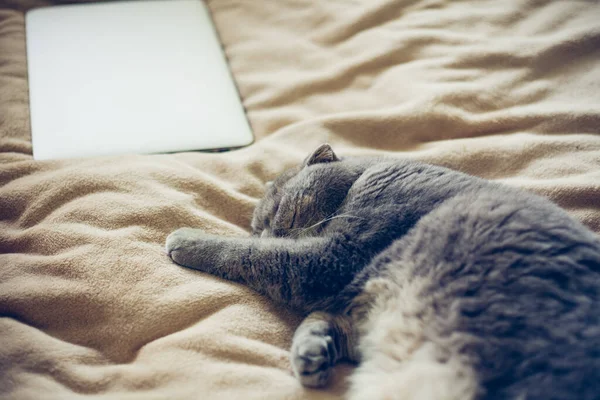 스코틀랜드의 고양이는 부드러운 베이지 노트북 침대에서 — 스톡 사진