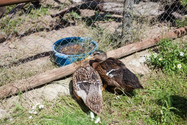 ラトビアの動物農場で2頭のアヒルが — ストック写真
