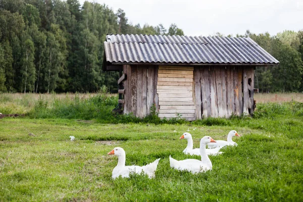 Schwarm Schwäne Ruht Auf Wiese — Stockfoto