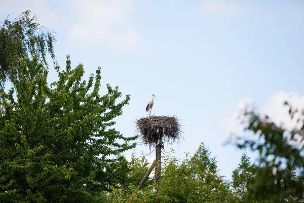 Stork Nest Summer Latvia — Stock Photo, Image