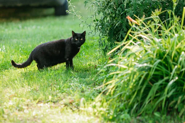 Gato Negro Parque Verano — Foto de Stock