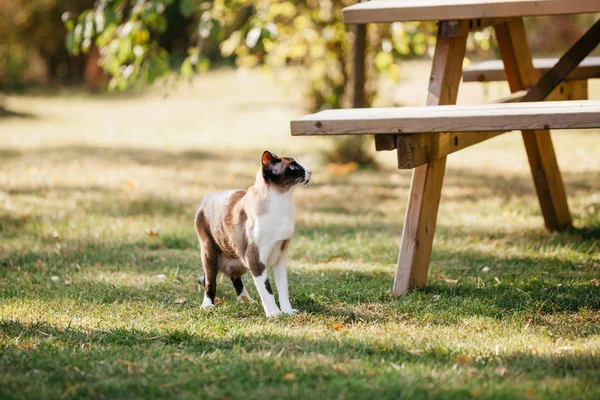 Siamés Oriental Gato Jardín — Foto de Stock