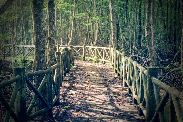 Ponte de concreto que leva a misteriosa floresta pântano — Fotografia de Stock