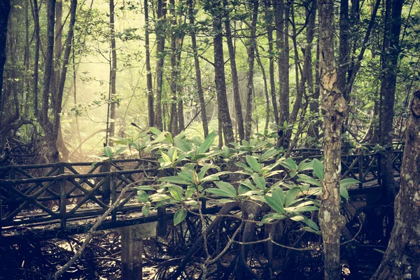 Лісу таємничий болото — стокове фото