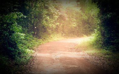 Ormanı yaz aylarında yol