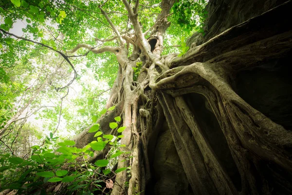 Pohon besar tua — Stok Foto