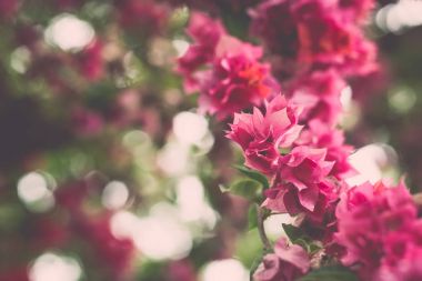 Pembe kağıt çiçek arka plan bulanık