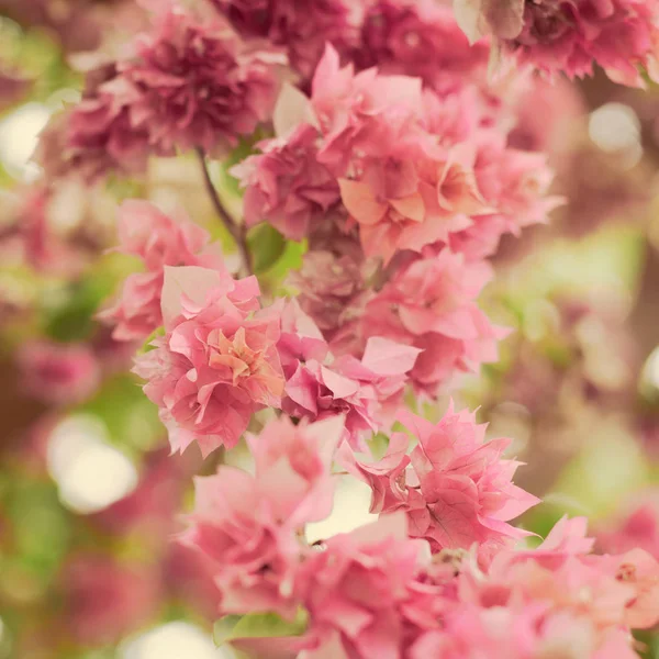 Suddig rosa papper blomma bakgrund — Stockfoto