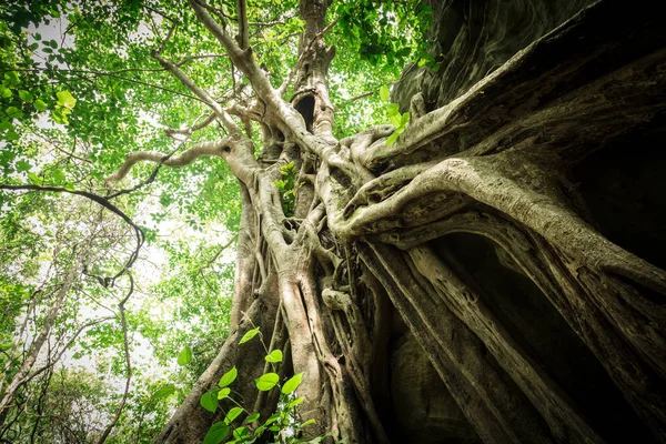 Alter großer Baum — Stockfoto