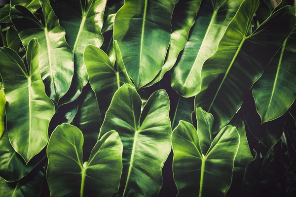 Green leaves tropical background — Stock Photo, Image