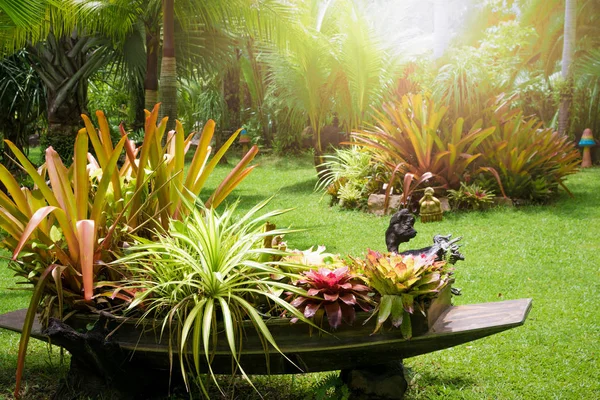 Jardín tropical en verano . —  Fotos de Stock