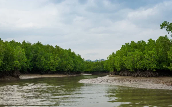 Floresta de mangue tropical na baía de phang nga, Tailândia . — Fotografia de Stock