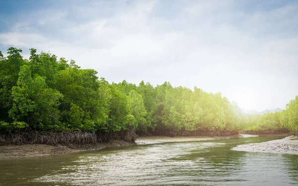 Floresta de mangue tropical na baía de phang nga, Tailândia . — Fotografia de Stock