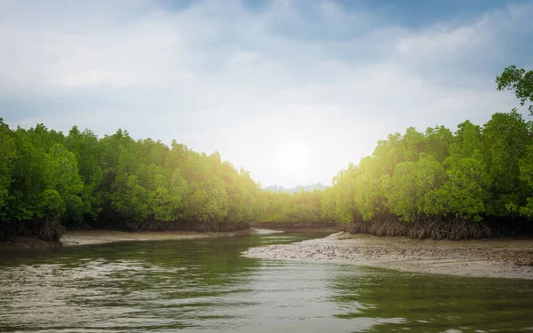 Floresta de mangue tropical na baía de phang nga, Tailândia . — Fotografia de Stock