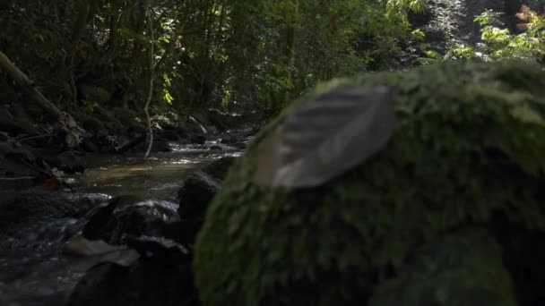Τροπικό Ρεύμα Τροπικό Δάσος Που Ρέει Από Καταρράκτη Κάτω Από — Αρχείο Βίντεο