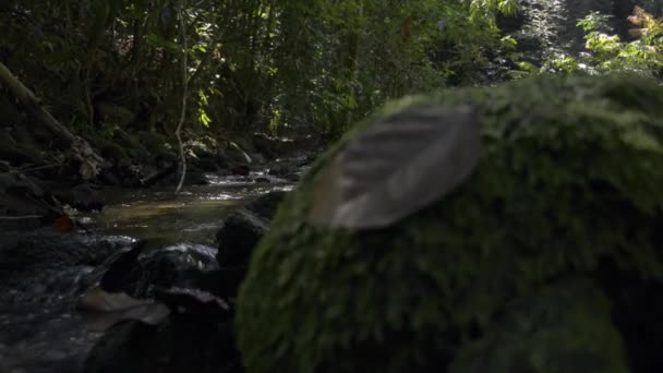 Tropiskt Regn Skog Ström Som Rinner Från Vattenfall Solljus Sommaren — Stockvideo