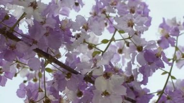 Lagerstroemia floribunda flowers are blooming during summer. Close up beautiful tropical flowers.