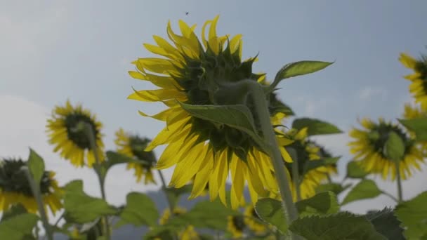 Napraforgó Ingadozik Szélben Közelkép Gyönyörű Napraforgók Szúrós Méhek Ellen Felhős — Stock videók