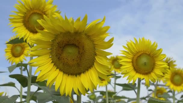 Zonnebloem Zwaaiend Wind Close Mooie Zonnebloemen Met Stekelloze Bijen Tegen — Stockvideo