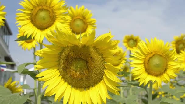 Tournesol oscillant dans le vent. Gros plan Beaux tournesols aux abeilles acidulées contre un ciel bleu nuageux en été .