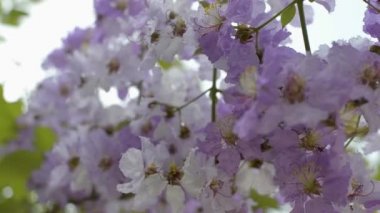 Lagerstroemia floribunda flowers are blooming during summer. Close up beautiful tropical flowers.