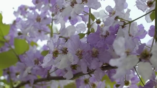 Lagerstroemia Floribunda Λουλούδια Ανθίζουν Κατά Διάρκεια Του Καλοκαιριού Κλείστε Όμορφα — Αρχείο Βίντεο