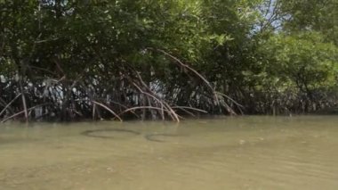 Mangrove Ormanı yaz aylarında Phuket 'te sürat teknesiyle kıyıda büyüyor..
