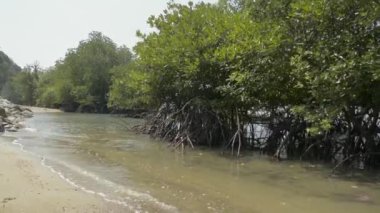 Mangrove Ormanı yaz aylarında Phuket 'te sürat teknesiyle kıyıda büyüyor..