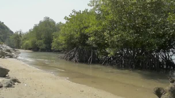 Foresta Mangrovie Che Cresce Sulla Costa Con Motoscafo Durante Estate — Video Stock
