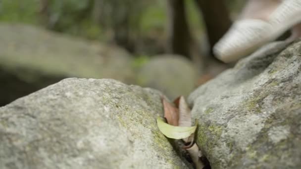 女の足を閉じて熱帯ジャングルの岩の上を歩く — ストック動画