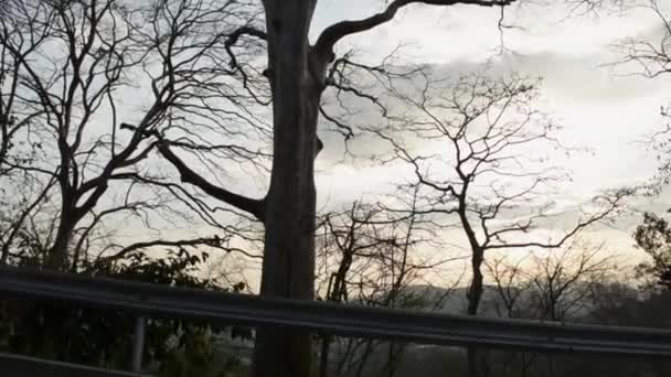 Пейзаж Тропического Леса Холме Летом Пхукете Вид Горы Высохшими Деревьями — стоковое видео