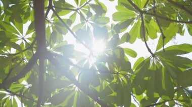 Yeşil yaprakların altında güneş ışığına karşı hareket ediyorlar. Tropikal Orman Arkaplanı 'na bak. Seyahat Tatili Doğa Konsepti. 