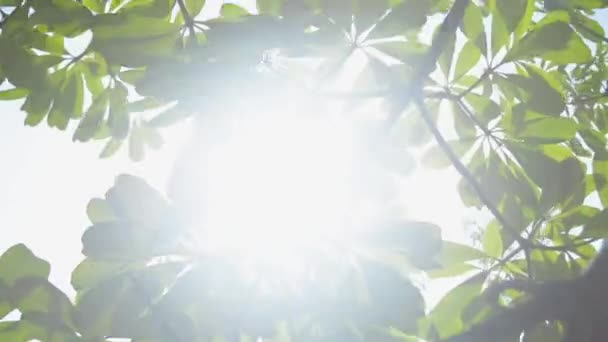 Balançando Árvore Folhagem Verde Contra Luz Solar Com Vento Forte — Vídeo de Stock