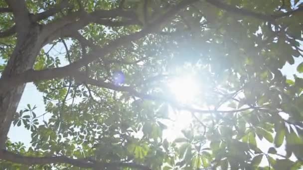 緑の葉の下で日光に対してツリーを移動します 熱帯雨林の背景を見上げましょう 旅行休暇 自然コンセプト — ストック動画