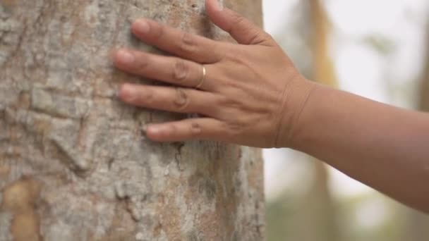 Kamu Parkındaki Bir Ağacın Gövdesine Nazikçe Dokunan Kadın Elini Kapat — Stok video