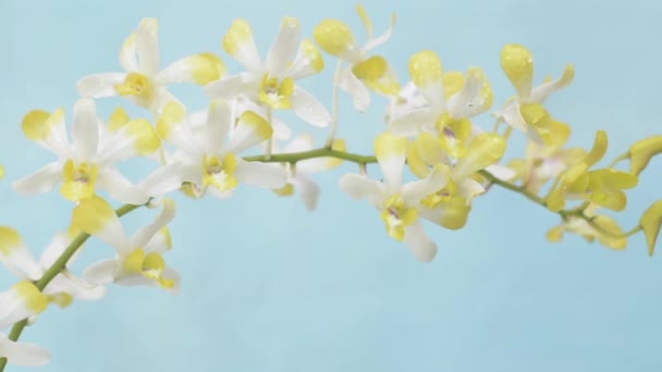 Panning Close Schot Van Mooie Gele Orchidee Bloemen Tegen Lichtblauwe — Stockvideo