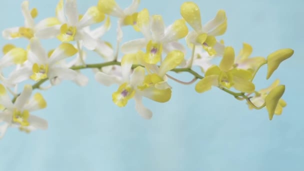 Primo Piano Ondeggiante Fiori Bella Orchidea Gialla Contro Sfondo Azzurro — Video Stock