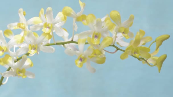 Närbild Svajande Vacker Gul Orkidé Blommor Mot Ljusblå Bakgrund — Stockvideo