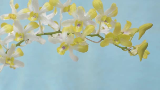 Gros Plan Balançant Belles Fleurs Jaunes Orchidée Sur Fond Bleu — Video