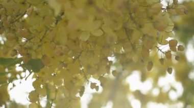 Yaz mevsiminde Hindistan laburnum çiçeğinin ya da Altın Duş çiçeğinin yakın çekimleri ağaçta güneş ışığı altında çiçek açıyor. Tropikal sarı çiçek buketi ağacın dalında sallanıyor. Yavaş çekim.