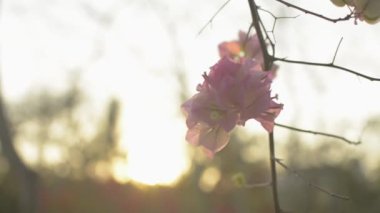 Çiçek açan kağıt çiçekleri ya da begonviller ağacın dalında sallanıyorlar. Tropikal pembe çiçeklerin geri kalanı yaz mevsiminde gün batımında güneş ışığına karşı çiçek açar..