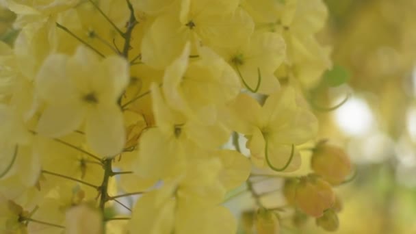 インドのラクラムの花やゴールデンシャワーの花が木の上に咲いています 熱帯黄色の花の花束が木の枝に揺れている スローモーション — ストック動画