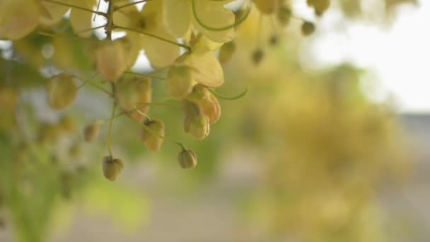 インドのラクラムの花やゴールデンシャワーの花が木の上に咲いています 熱帯黄色の花の花束が木の枝に揺れている スローモーション — ストック動画