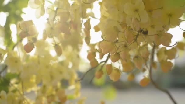 夏に太陽の光の下でインドのラクラムの花やゴールデンシャワーの花のクローズアップが開花しています 熱帯黄色の花の花束が木の枝に揺れている スローモーション — ストック動画