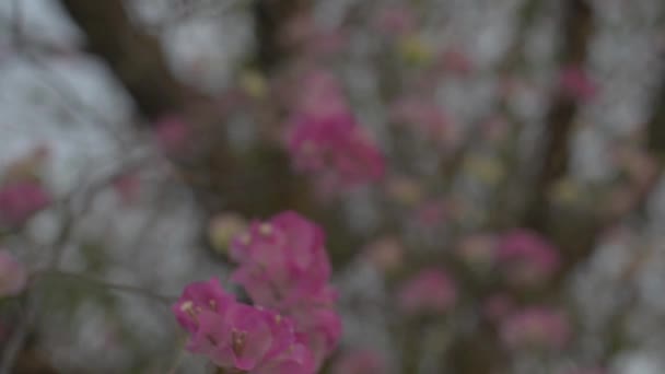 Großaufnahme Wiegen Sich Blühende Papierblumen Oder Bougainvilleen Auf Dem Ast — Stockvideo