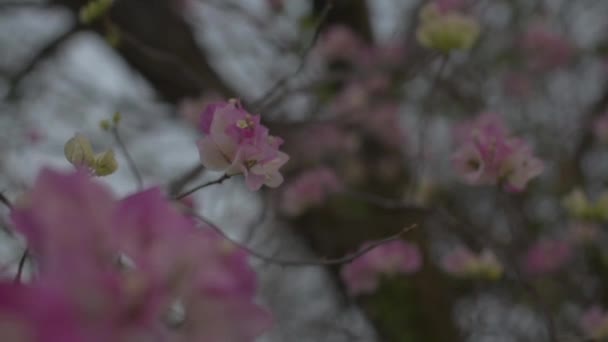 Großaufnahme Wiegen Sich Blühende Papierblumen Oder Bougainvilleen Auf Dem Ast — Stockvideo