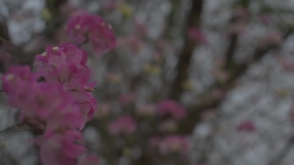 Gros Plan Fleurs Papier Fleurs Bougainvilliers Balancent Sur Branche Arbre — Video