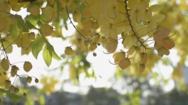 Yaz mevsiminde Hindistan laburnum çiçeğinin ya da altın duş çiçeğinin yakınında ağaçta güneş ışığı altında çiçek açar. Tropikal sarı çiçek buketi ağacın dalında sallanıyor. Yavaş çekim.